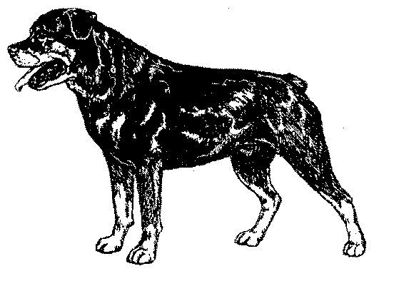 Rottweiler Dog rubber stamp WM 2x1.3  