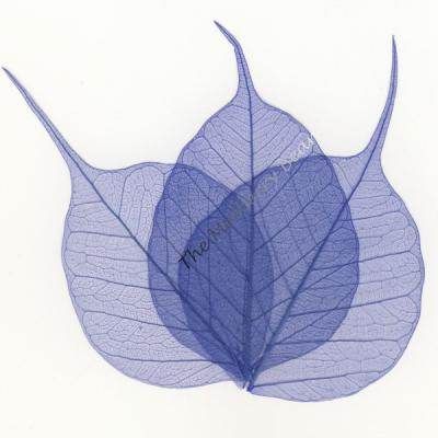 25 True Blue 4 PO SKELETON LEAVES Card, Scrapbook  