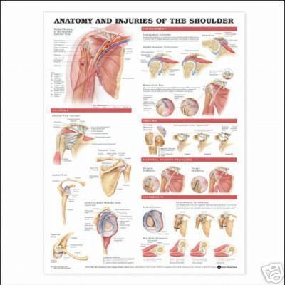 Injuries of the Shoulder Anatomical Chart/Charts/Model  