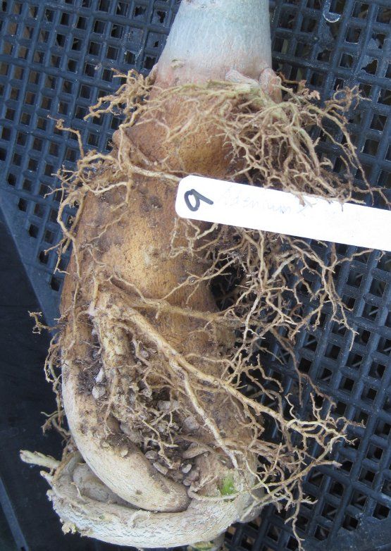 Adenium hybrid Gets Tuberous Roots 9 Red Pink Flowers  