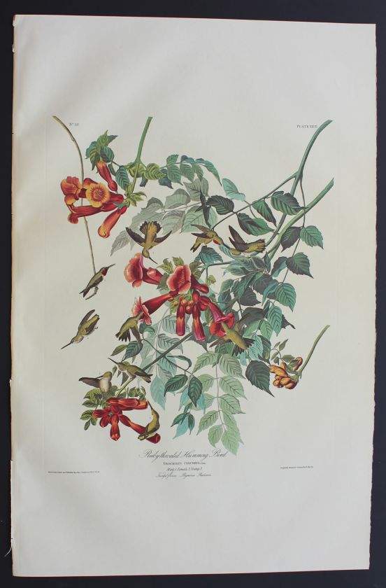 Audubon Amsterdam Folio   Ruby throated Humming Bird 47  