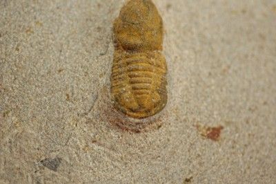 UPPER ORDOVICIAN SYMPHYSOPS SP. TRILOBITE FROM MOROCCO  