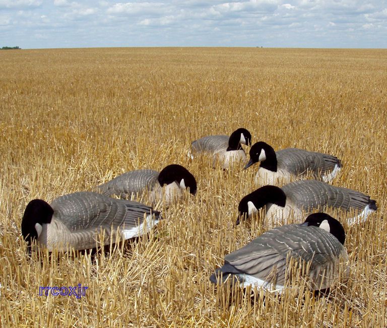   GREENHEAD GEAR PRO LS CANADA GOOSE SHELL DECOYS 700905720644  