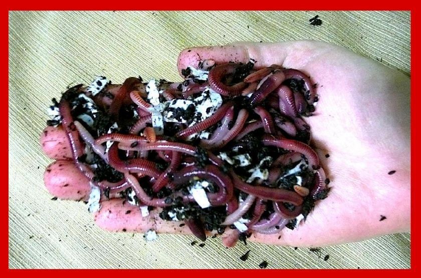   Worms (1/2 lb) European Nightcrawler Super Red Worm Health Guaranteed