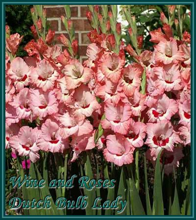 40 Gladiolus Corms ***53 Species Inside*** You Pick & Choose 