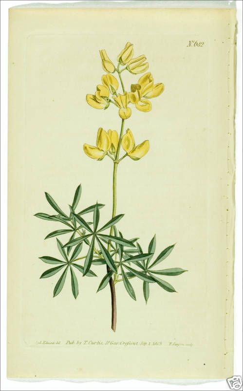 1803 Original Antique H/C CURTIS Print 682~ BUSH LUPINE  