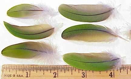 50 Parrot FEATHERS GREEN Bird CRAFT conure macaw Tail  