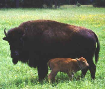 This incredible $10 Bison note is one of Americas most desired 