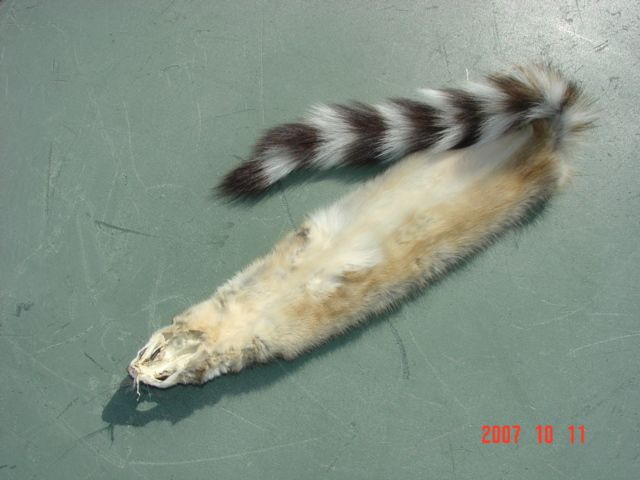 Ringtail pelt~tanned skin for animal hides collections  