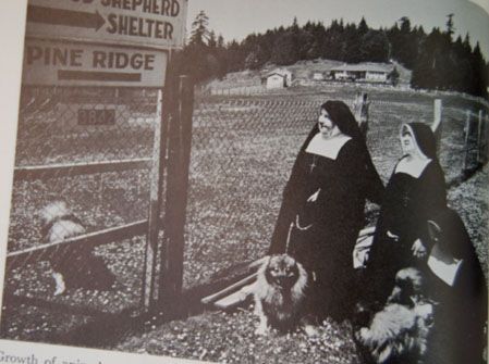 First Edition book Samoyed Spitz Keeshound Nun goes to dogs Mother 