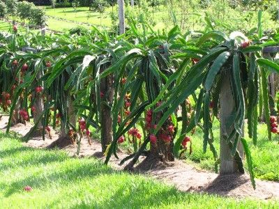   Dragon Fruit Tree (Potted Live Plant) Epiphyllum Pitaya Cacti  