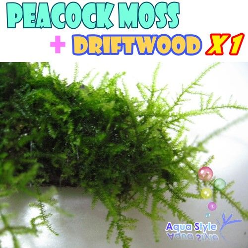 peacock moss +Driftwood  Live aquarium plant fish tank  